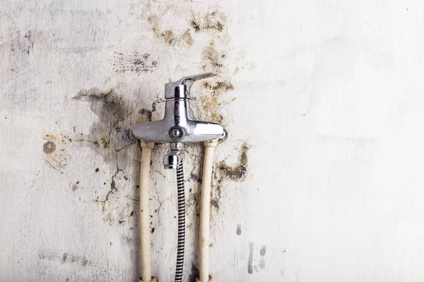 Best Fast Mold Removal  in Sneads Ferry, NC