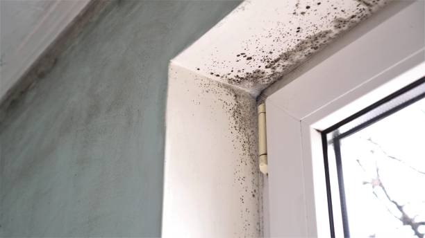 Best Office Mold Removal Services  in Sneads Ferry, NC