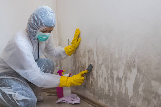 Best Attic Mold Removal  in Sneads Ferry, NC