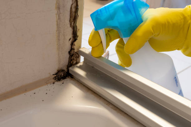 Best Commercial Mold Removal  in Sneads Ferry, NC