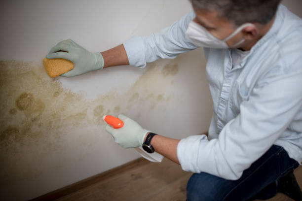Best Mold Testing  in Sneads Ferry, NC
