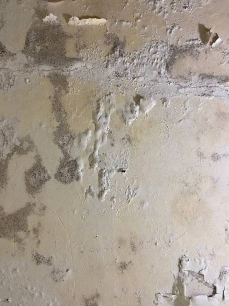 Best Black Mold Removal  in Sneads Ferry, NC