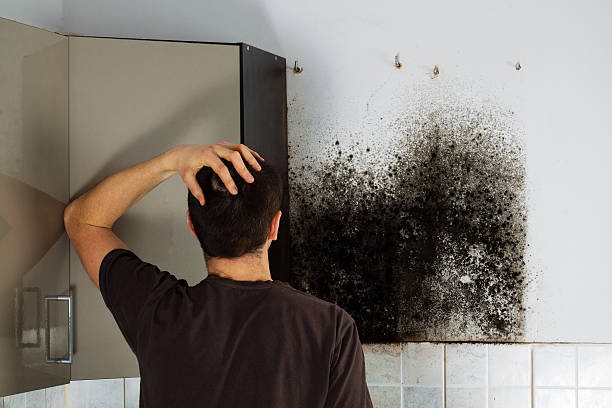 Best Office Mold Removal Services  in Sneads Ferry, NC