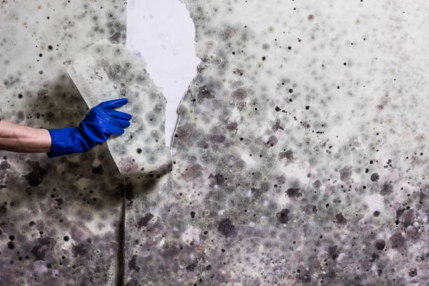 Best Residential Mold Removal  in Sneads Ferry, NC